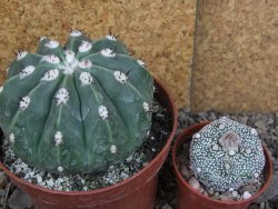 Melocactus maxonii inermis pot 10 cm - 12407035