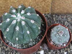 Melocactus maxonii inermis pot 10 cm - 12407036