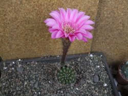 Echinopsis hybrid pot 5,5 cm - 12407056