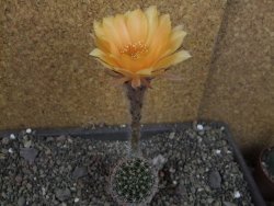 Echinopsis hybrid pot 5,5 cm - 12407059
