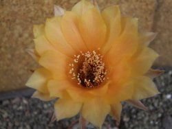 Echinopsis hybrid pot 5,5 cm