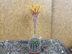 Echinopsis hybrid pot 5,5 cm - 12407061