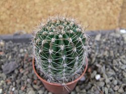 Echinopsis hybrid pot 5,5 cm - 12407062