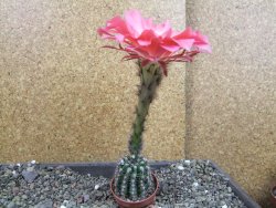 Echinopsis hybrid pot 5,5 cm - 12407074