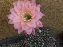 Echinopsis hybrid pot 5,5 cm - 12407081