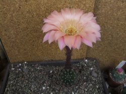 Echinopsis hybrid pot 7 cm průměr květu 11 cm - 12407084