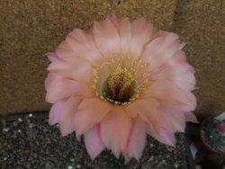 Echinopsis hybrid pot 7 cm průměr květu 11 cm - 12407085