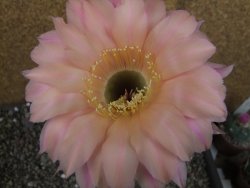 Echinopsis hybrid pot 7 cm průměr květu 11 cm - 12407086