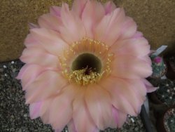 Echinopsis hybrid pot 7 cm průměr květu 11 cm