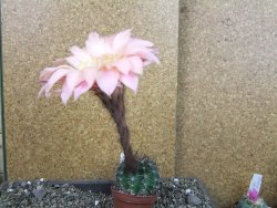 Echinopsis hybrid pot 7 cm průměr květu 11 cm - 12407088