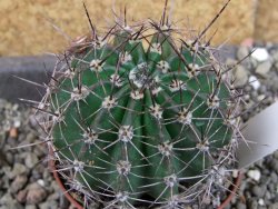Echinopsis hybrid pot 7 cm průměr květu 11 cm - 12407089