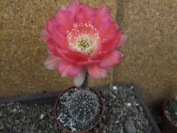 Echinopsis hybrid pot 6,5 cm
