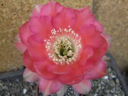 Echinopsis hybrid pot 6,5 cm - 12407097