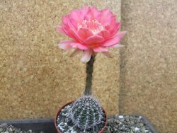 Echinopsis hybrid pot 6,5 cm - 12407098