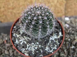 Echinopsis hybrid pot 6,5 cm - 12407099