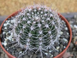 Echinopsis hybrid pot 6,5 cm - 12407100