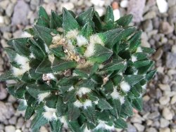 Ariocarpus scapharostrus hrubá forma, pot 5,5 cm Roubovaný - 12407102