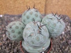 Tephrocactus geometricus pot 7 cm - 12407114