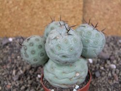 Tephrocactus geometricus pot 7 cm - 12407115