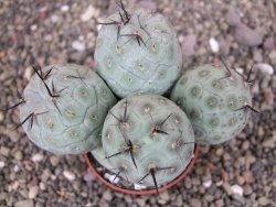 Tephrocactus geometricus pot 7 cm - 12407116