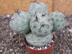 Tephrocactus geometricus pot 7 cm - 12407117