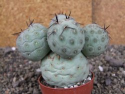 Tephrocactus geometricus pot 7 cm - 12407118