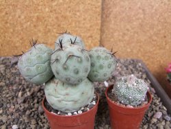 Tephrocactus geometricus pot 7 cm - 12407119