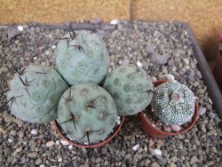 Tephrocactus geometricus pot 7 cm - 12407120