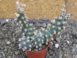 Tephrocactus molinensis pot 5,5 cm