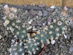 Tephrocactus molinensis pot 5,5 cm - 12407122