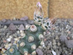 Tephrocactus molinensis pot 5,5 cm - 12407123