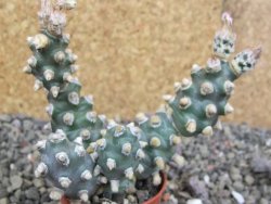 Tephrocactus molinensis pot 5,5 cm - 12407124