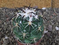 Coryphantha tripugionacantha Tepetatita pot 5,5 cm - 12407125