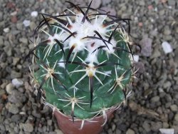 Coryphantha tripugionacantha Tepetatita pot 5,5 cm - 12407126