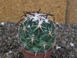 Coryphantha tripugionacantha Tepetatita pot 5,5 cm - 12407127