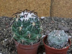 Coryphantha tripugionacantha Tepetatita pot 5,5 cm - 12407129