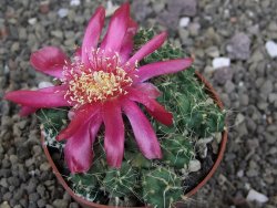 Tephrocactus pulcherimus Incahuasi pot 6,5 cm