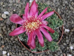 Tephrocactus pulcherimus Incahuasi pot 6,5 cm - 12407131