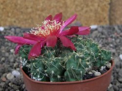 Tephrocactus pulcherimus Incahuasi pot 6,5 cm - 12407132