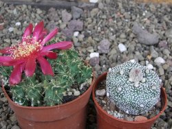 Tephrocactus pulcherimus Incahuasi pot 6,5 cm - 12407133