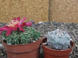 Tephrocactus pulcherimus Incahuasi pot 6,5 cm - 12407134