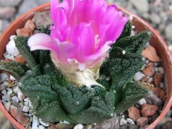 Ariocarpus fissuratus hintonii Matehuala pot 5,5 cm Cites IA - 12407144