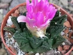 Ariocarpus fissuratus hintonii Matehuala pot 5,5 cm Cites IA - 12407145