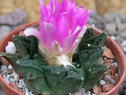 Ariocarpus fissuratus hintonii Matehuala pot 5,5 cm Cites IA - 12407147