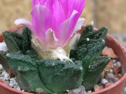 Ariocarpus fissuratus hintonii Matehuala pot 5,5 cm Cites IA - 12407148
