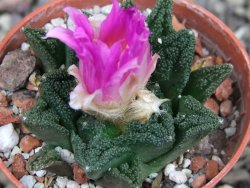 Ariocarpus fissuratus hintonii Matehuala pot 5,5 cm Cites IA