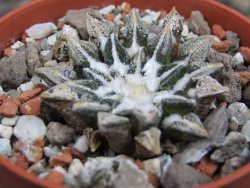 Ariocarpus kotschoubeyanus elephantidens Vista Hermosa pot 5,5 cm - 12407151