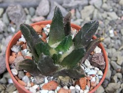 Ariocarpus scapharostrus Rayones, pot 5,5 cm - 12407154