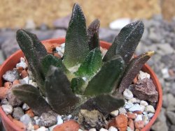 Ariocarpus scapharostrus Rayones, pot 5,5 cm