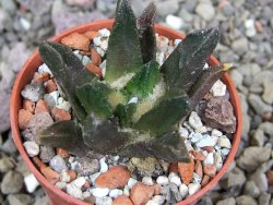 Ariocarpus scapharostrus Rayones, pot 5,5 cm - 12407156